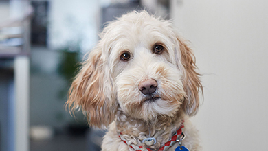 Office mascot Bella